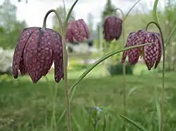 Fritillaria meleagris