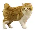 Kurilian Bobtail Longhair