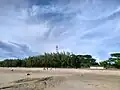 Casuarina forest by the beach