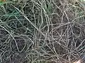 Rhizomes
