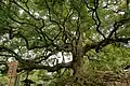 Kusunoki