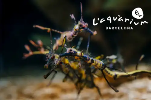 Sea dragons