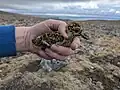 Golden plover chick in Iceland