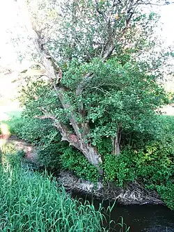 A tree on the bank of the river Lõve near the village of Löone