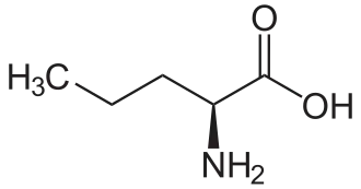 2D representation of the chemical structure of Norvaline.