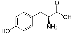 L-Tyrosine (Tyr&nbsp;/&nbsp;Y)