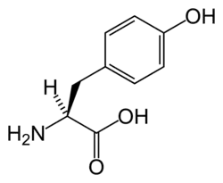 2D representation of the chemical structure of tyrosine.