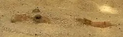 Tetraodon miurus wallow in the substrate