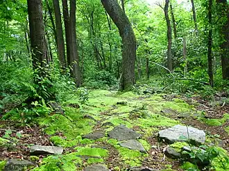 Trail