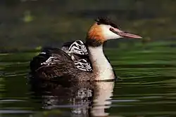 Great crested grebe, Po