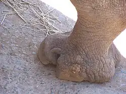 White rhinoceroses' hoof