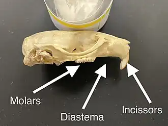 Noticeable diastema in a rat skull