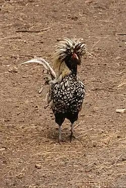Another silver-laced cock