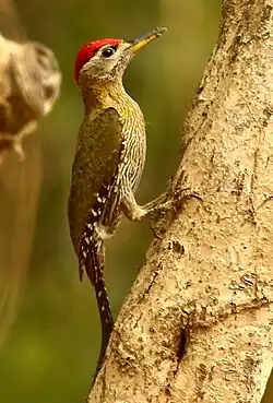 Kaeng Krachen Nat'l Park - Thailand