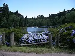 Hydrangeas near the Black Lake of Gramado, southern Brazil