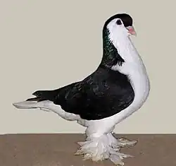 Black Lahore