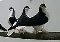 Lahore