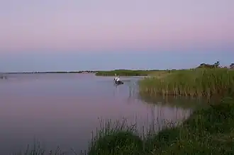Pelicans on Lake Albert at Meningie in the Hundred of Bonney