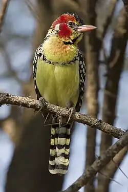 Image 24 Red-and-yellow Barbet Photo: Ikiwaner The Red-and-yellow Barbet (Trachyphonus erythrocephalus) is a species of African barbet found in eastern Africa. The males of the species have distinctive black (spotted white), red and yellow plumage, while youngsters and females are similar, but a little more dull. The species lives in broken terrain and both nests and roosts in burrows. Omnivores, the species is generally very tame, feeding on seeds, fruit and invertebrates. More selected pictures