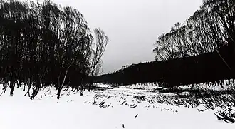The burnt trees, somewhere up on the Cross-Country trail