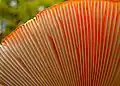 Gills of the fly agaric Amanita muscaria