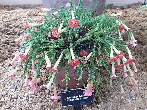 Cultivated O.&nbsp;polyantha