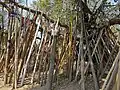 kaChao tree