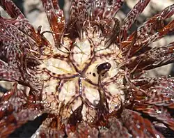 Tegmen of a Lamprometra palmata: The mouth is located at the center of the 5 feeding grooves, and the anus at the top of the column.