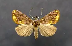 Lamprotes c-aureum