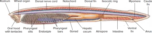 Anatomy of the Lancelet