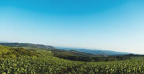 Hazyview Mpumalanga banana farm