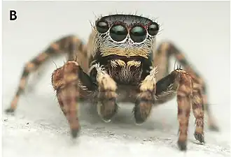 male L. tertius