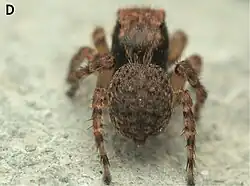 female L. tertius