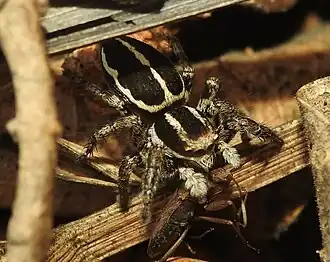 L. davidi