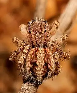 L. hirsuta