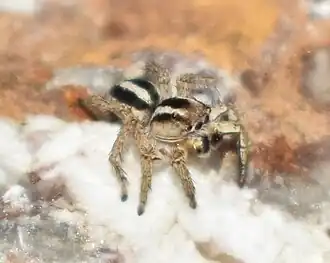 L. tartarica