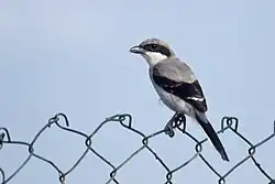 Iberian grey shrike, Las Palmas, Gran Canaria