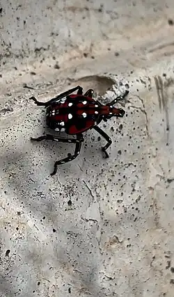 4th instar nymph in South Korea