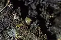 Shell in soil in Upper Hutt