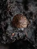 Top-down view of living L. nerissa