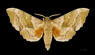 A male poplar hawkmoth, viewed from the back