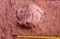 Burial 9 - Field picture during early stages of excavation