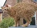 Red Tabby LH LaPerm
