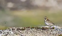 Lapland longspur, Jokkmokk Municipality, Lapland