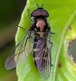 Fly sitting on a leaf