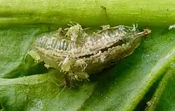 A large slug-like larva feeding on aphids