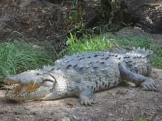 Crocodylus acutus
