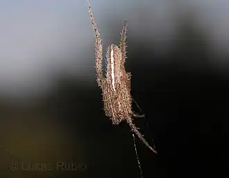 L. t-notata