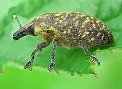 Side view
