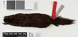 Brown squirrel